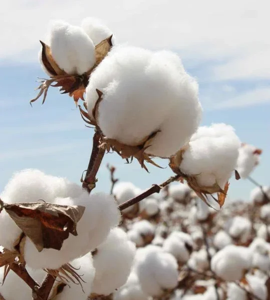 Cotton: The Foundation of Stability