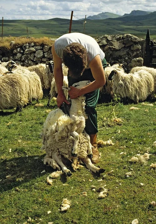 Wool – The Soul of Persian Rug Tradition